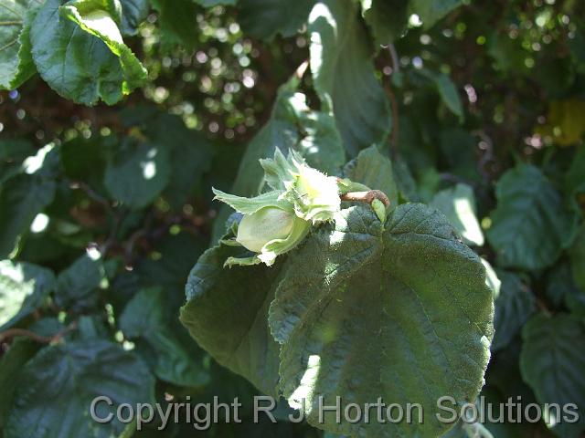 Hazelnut flower